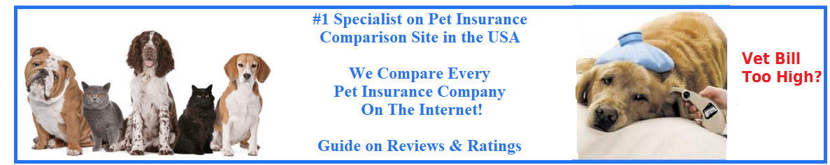 Best Pet Insurance For Your Fur Babies